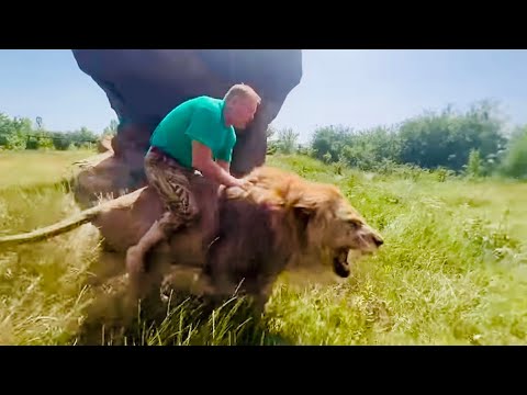 Видео: Верхом на РЫЧАЩЕМ ЛЬВЕ Олег Зубков отнимает мясо у белого льва!