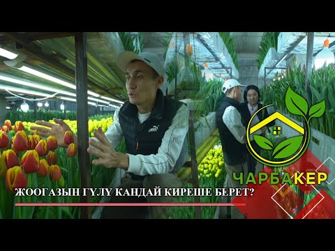 Видео: Гүл өстүрүү пайдалуубу? // ЧАРБАКЕР берүүсү