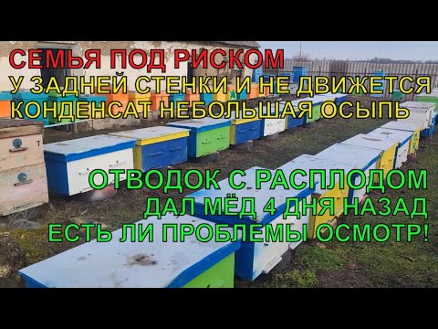 Видео: Новая ПРОБЛЕМА КОНДЕНСАТ ОСЫПЬ ПЧЁЛ У ЗАДНЕЙ СТЕНКИ НА МЕСТЕ отводок с расплодом ПРОШЛО 4  ДНЯ ✅☝️🐝