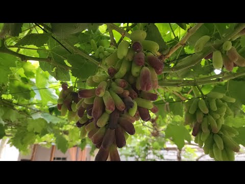 Видео: Аватар,Ломбаржини,Хеллоен Узумларимиз Холати