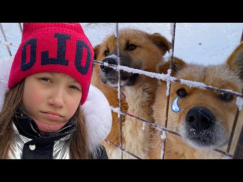 Видео: Накормили 500 Собак в приюте / Вики Шоу