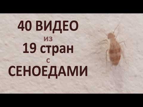 Видео: Сеноеды захватывают мир: 40 видео с сеноедами в квартирах от моих зрителей в 2023 году