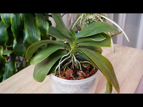 Видео: Еле вытащила орхидею. Пересадка. Горшок на выброс.