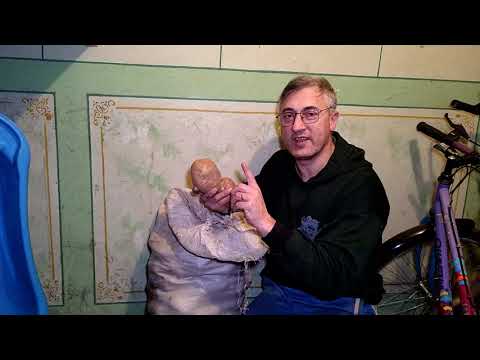 Видео: Вырастил картофель, сорт Пикассо - отзыв