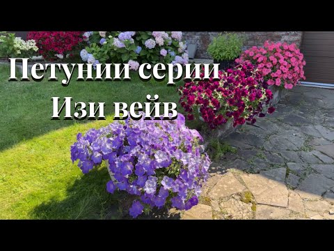 Видео: Петунии , которые больше сажать не буду! И петунии на 2025год!
