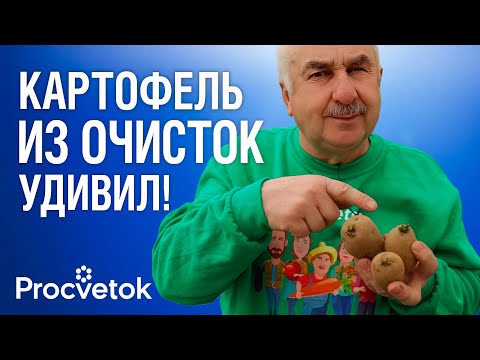 Видео: НЕ ОТПРАВЛЯЙТЕ КАРТОФЕЛЬ НА ХРАНЕНИЕ БЕЗ ЭТОГО! Вот что нужно сделать, чтобы весь картофель не сгнил