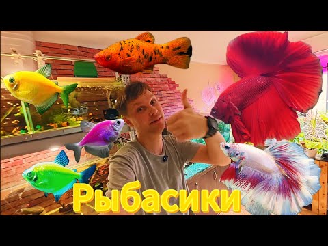 Видео: 🐠ОБЗОР ДОМАШНЕЙ РАЗВОДНИ АКВАРИУМНЫХ РЫБОК🐠