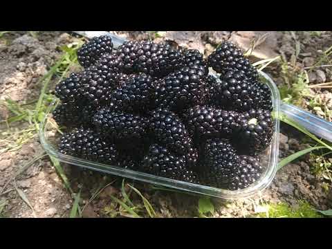 Видео: Натчез -лучший  для открытого грунта. Собираю урожай