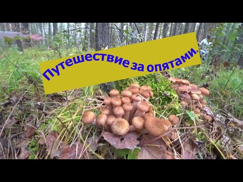 Видео: Путешествие за опятами.