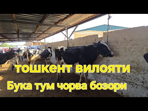 Видео: Тошкент вилояти Бука тум чорва бозори букалар катори 28.09.2025