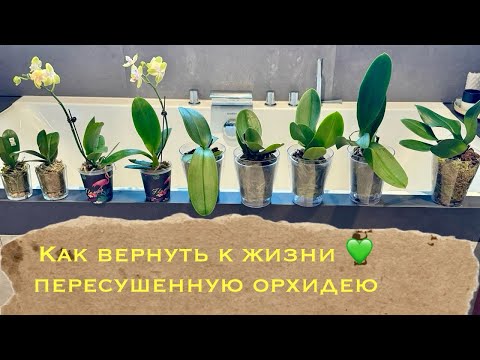 Видео: Как вернуть к жизни пересушенную орхидею фаленопсис . Приехал Дарвин ! 🧡 #phal #поливорхидей