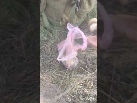 Видео: Збір грибів у неділю.@ Пошукайло Олександр #mushroom #грибочки #білі 