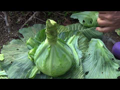 Видео: Рубим позднюю капусту и  готовим её к хранению.