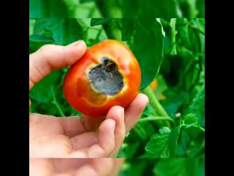 Видео: ТРИХОДЕРМА ПОД МИКРОСКОПОМ, СРАВНЕНИЕ С ПЕНИЦИЛОМ, КАК ТОЧНО ОПРЕДЕЛИТЬ ТРИХОДЕРМУ, ПРИЗЕНТАЦИЯ