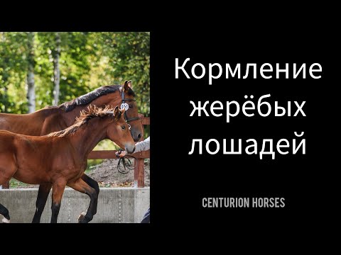 Видео: Кормление жеребых и лактирующих кобыл