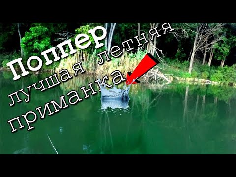 Видео: ПОКЛЁВКИ НА КАЖДОМ ЗАБРОСЕ, Smith Bisen, KILLER POP, Jackall Chubby Popper. САМАЯ ЗРЕЛИЩНАЯ РЫБАЛКА.