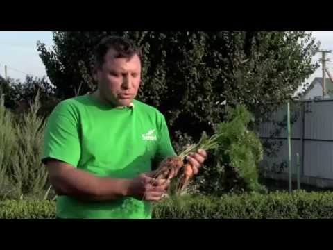Видео: Технологические особенности выращивания моркови Seminis