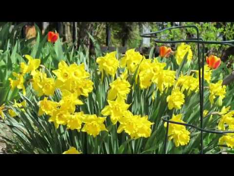 Видео: Как делить и пересаживать нарциссы
