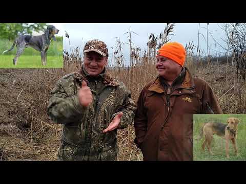 Видео: Самая лучшая собака для городского охотника.