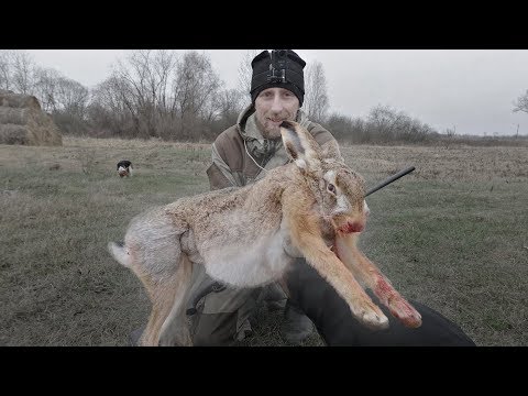 Видео: Огромный заяц. Красивая охота на зайца 2020