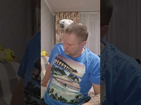 Видео: НЕ ПОКУПАЙТЕ БОЛЬШОГО ПОПУГАЯ!!!