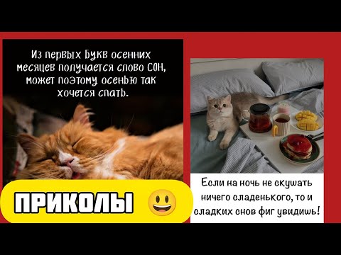 Видео: пушистая мудрость - еш вкусняшки на ночь смешные приколы веселые картинки 😃 и котики 