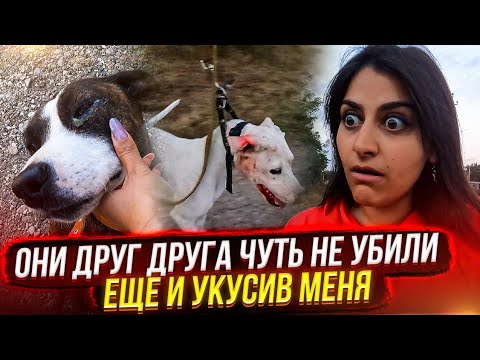 Видео: Что я обнаружила в канаве😱Не могли разжать пасть, обе в крови и меня укусили, едем в клинику.