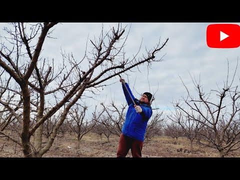 Видео: КАК ЛЕГКО ПОЧИСТИТЬ АБРИКОС ПРОИЗВОЛЬНОЙ ФОРМЫ