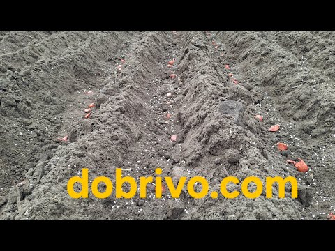 Видео: Дуже важливо при посадці часнику, дотримуватись основних правил, які дуже впливають на врожайність!