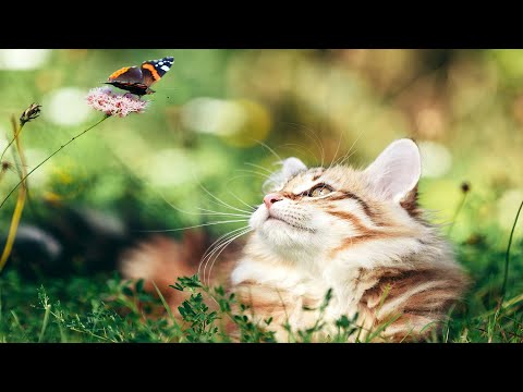 Видео: [Без промежуточной рекламы 10 часов] Кошачья песня о разлуке + звуки природы 🐱 Любимая музыка