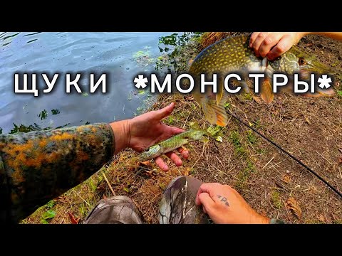 Видео: рыбалка в Германии на спиннинг, сход большой рыбы, много мелкого хищника