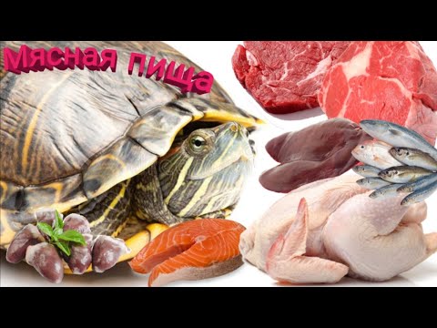 Видео: Рацион питания красноухих черепах. Мясная и животная пища