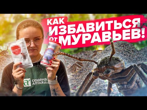 Видео: КАК ИЗБАВИТЬСЯ ОТ МУРАВЬЕВ НАВСЕГДА? Спойлер: никак