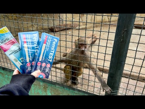 Видео: Мы решили сделать Люське ТЕСТ НА БЕРЕМЕННОСТЬ! 