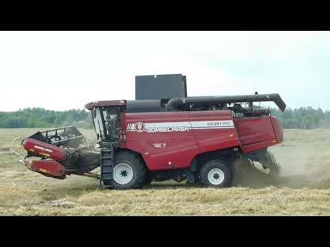 Видео: 🌾Уборка пшеницы в Беларуси 2024. GOMSELMASH GS12A1PRO🌾