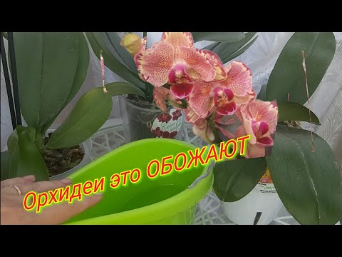 Видео: Орхидеи это пьют бутылками и ЭФфЕКТ  ошеломительный, ЦВЕТЕНИЕ И ПОЛНОЕ ОБОГАЩЕНИЕ МИКРО ЭЛЕМЕНТАМИ