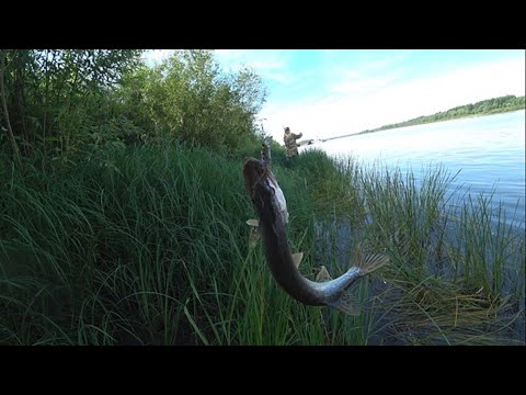 Видео: Спиннинг на Оби в середине июля 2025