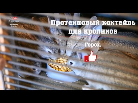 Видео: Протеиновый коктейль для кроликов! Горох для кроликов.