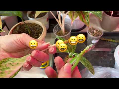 Видео: Результат укоренения Тайским Ауксином (root app). Свежую рисовую шелуху использовать нельзя .