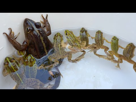 Видео: Красивая лягушка, пойманная в японской деревне.