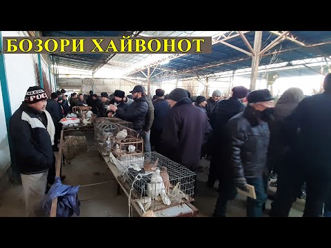 Видео: Хучанд !! Бозори парандахо 31 01 2021