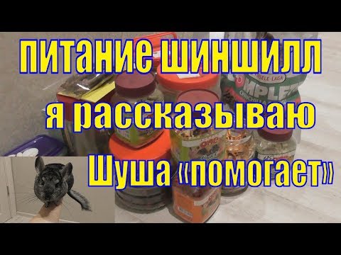 Видео: Питание шиншиллы/Чем кормить шиншиллу/Чем кормить домашнюю шиншиллу/Шиншилла Шуша/Елена и зверята