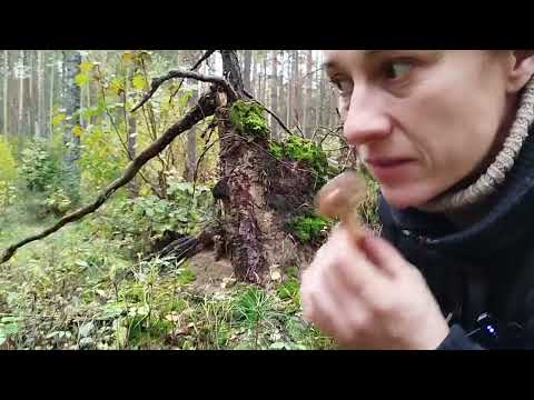 Видео: Есть ли грибы в лесу? 14 октября.