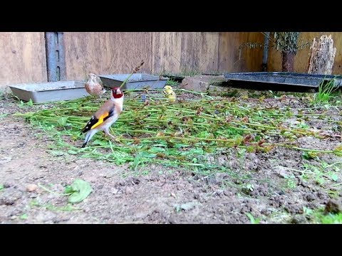 Видео: Щегол в вольере