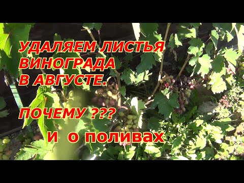 Видео: Почему удаляем листья винограда в августе?  И пара слов о поливах