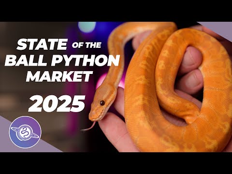 Видео: Состояние рынка питонов в 2025 году | #ballpython #snake #reptiles