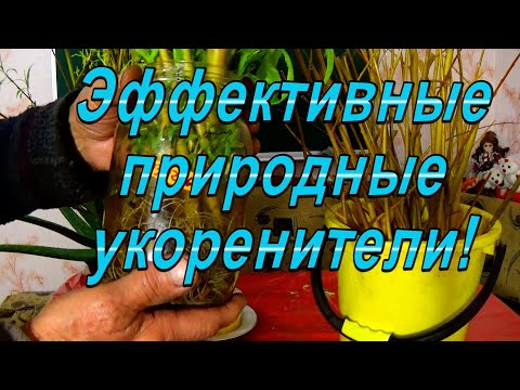 Видео: Очень эффективные укоренители  "за три  копейки"!