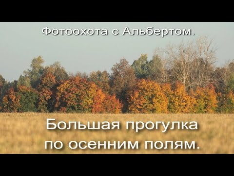 Видео: Фотоохота с Альбертом. Большая прогулка по осенним полям.