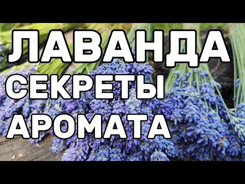Видео: Как и когда собирать лаванду правильно? | Секреты сушки и создания ароматных букетов