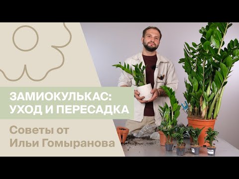 Видео: Замиокулькас: уход и правильная пересадка | Советы от Ильи Гомыранова